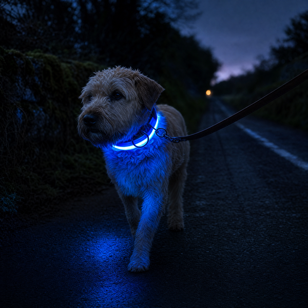 LED Dog Collar USB Rechargeable | Night Safety Flashing Light